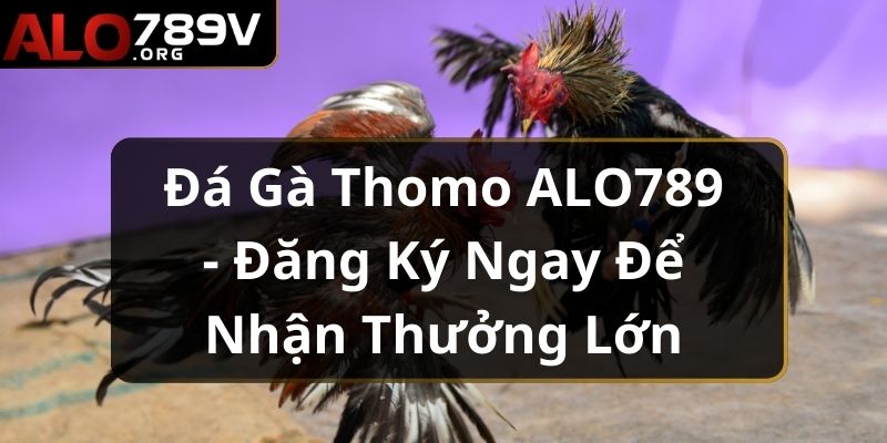 Đá Gà Thomo ALO789 - Đăng Ký Ngay Để Nhận Thưởng Lớn